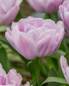 Tulip 'Katinka'