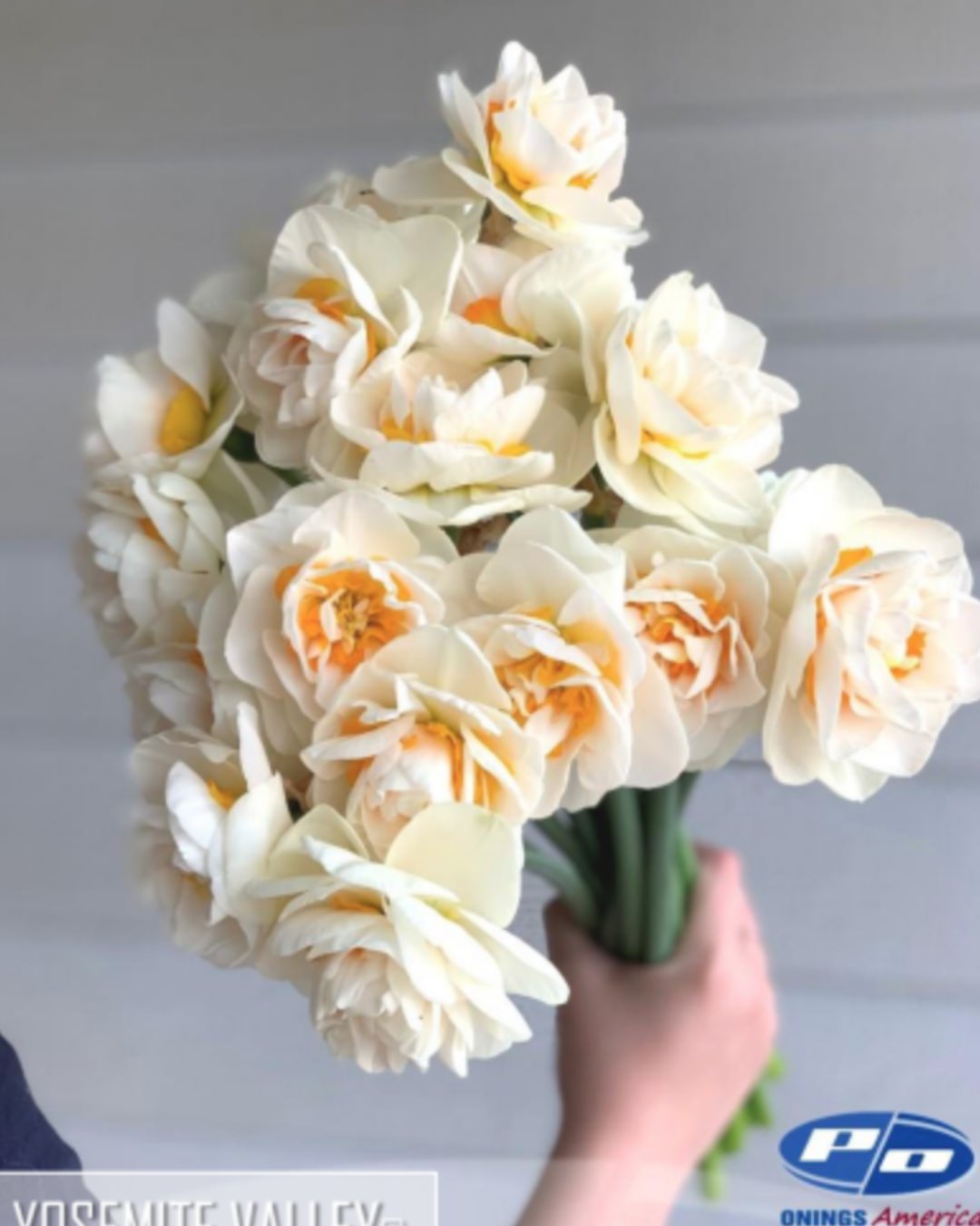 Narcissus 'Yosemite Valley'