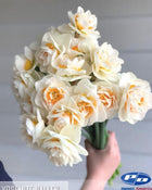 Narcissus 'Yosemite Valley'