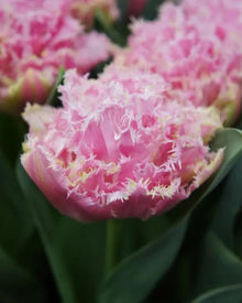 Tulip 'Perth'