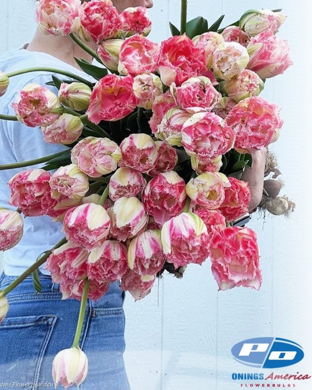 Tulip 'Ranomi'