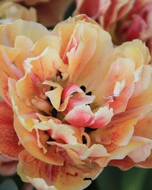 Tulip 'Verona Sunrise'