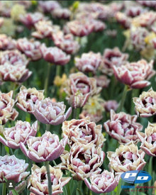 Tulip 'Wyndham'