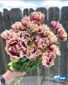 Tulip 'Wyndham'