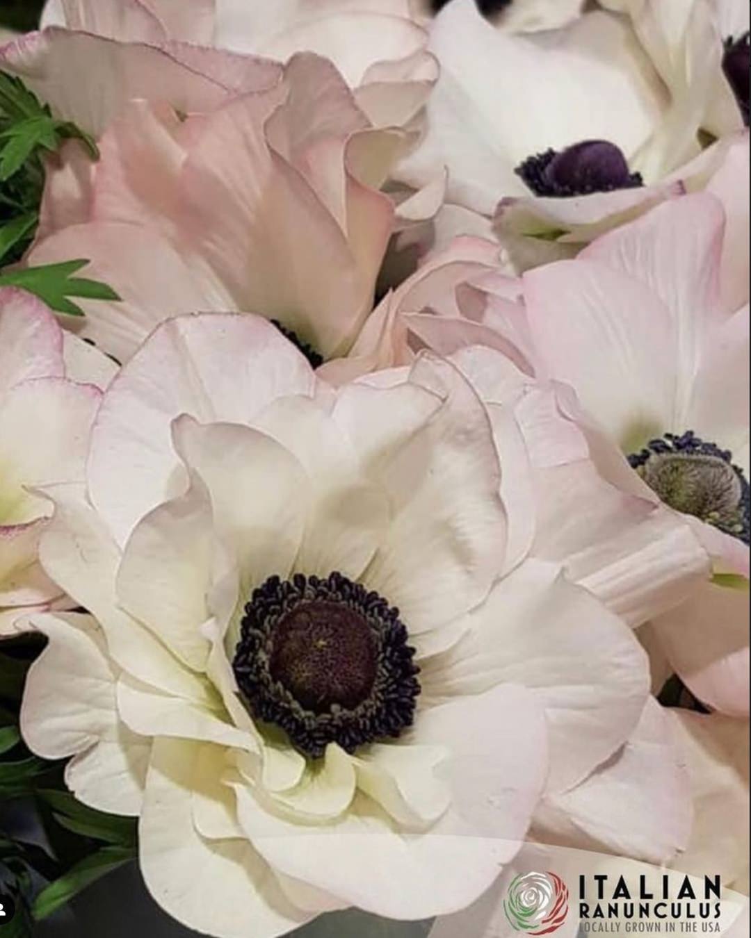 Anemone Italian Mistral Plus The Edge®