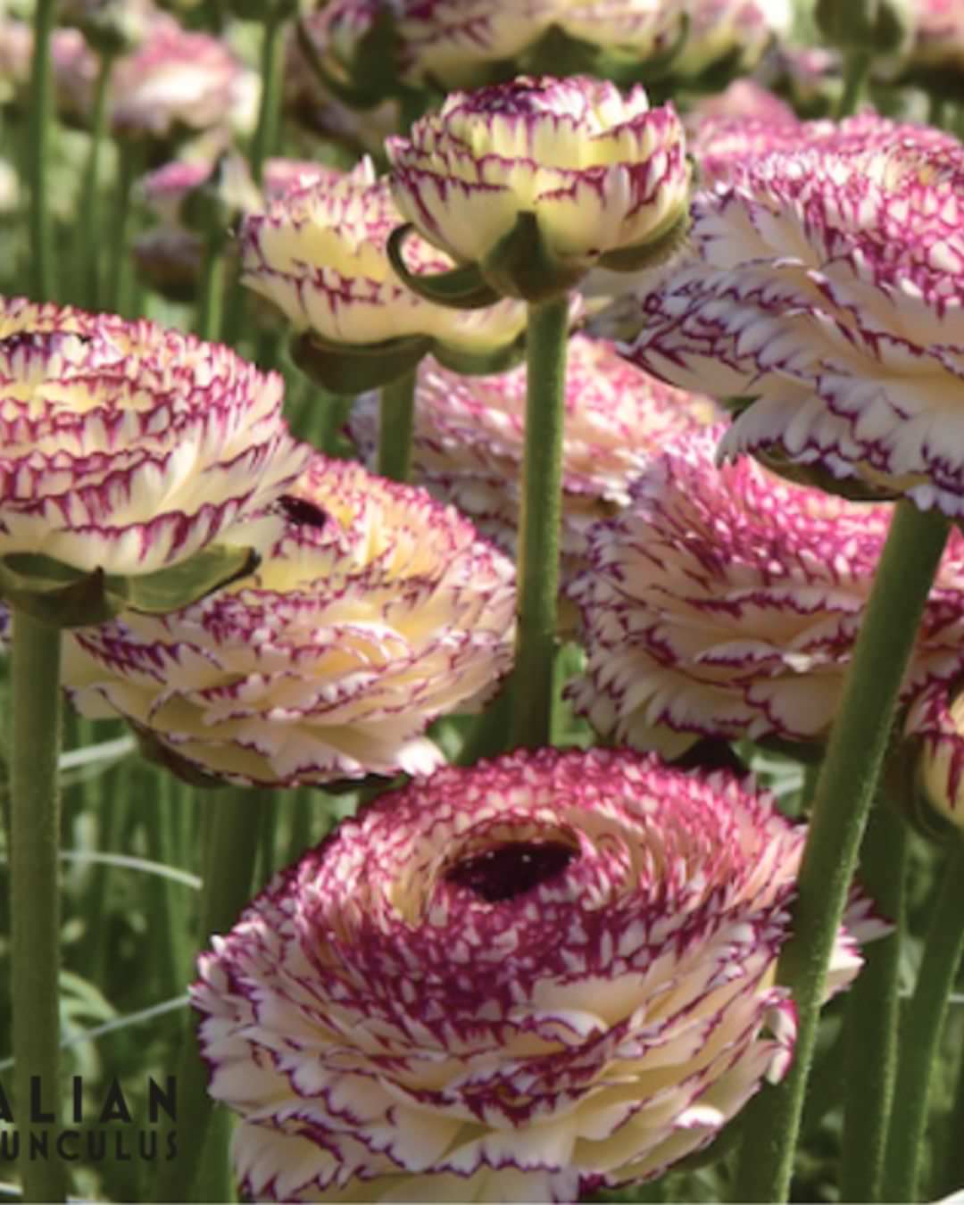 Ranunculus Italian Elegance Pastello Striato®