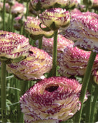 Ranunculus Italian Elegance Pastello Striato®