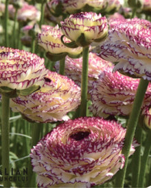 Ranunculus Italian Elegance Pastello Striato®