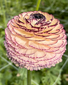 Ranunculus Italian Elegance Pastello Striato®