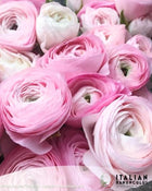 Ranunculus Italian Elegance Rosa Chiaro®