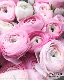 Ranunculus Italian Elegance Rosa Chiaro®
