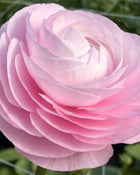 Ranunculus Italian Elegance Rosa Chiaro®