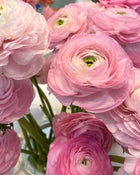 Ranunculus Italian Elegance Rosa Chiaro®