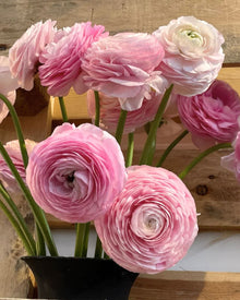 Ranunculus Italian Elegance Rosa Chiaro®
