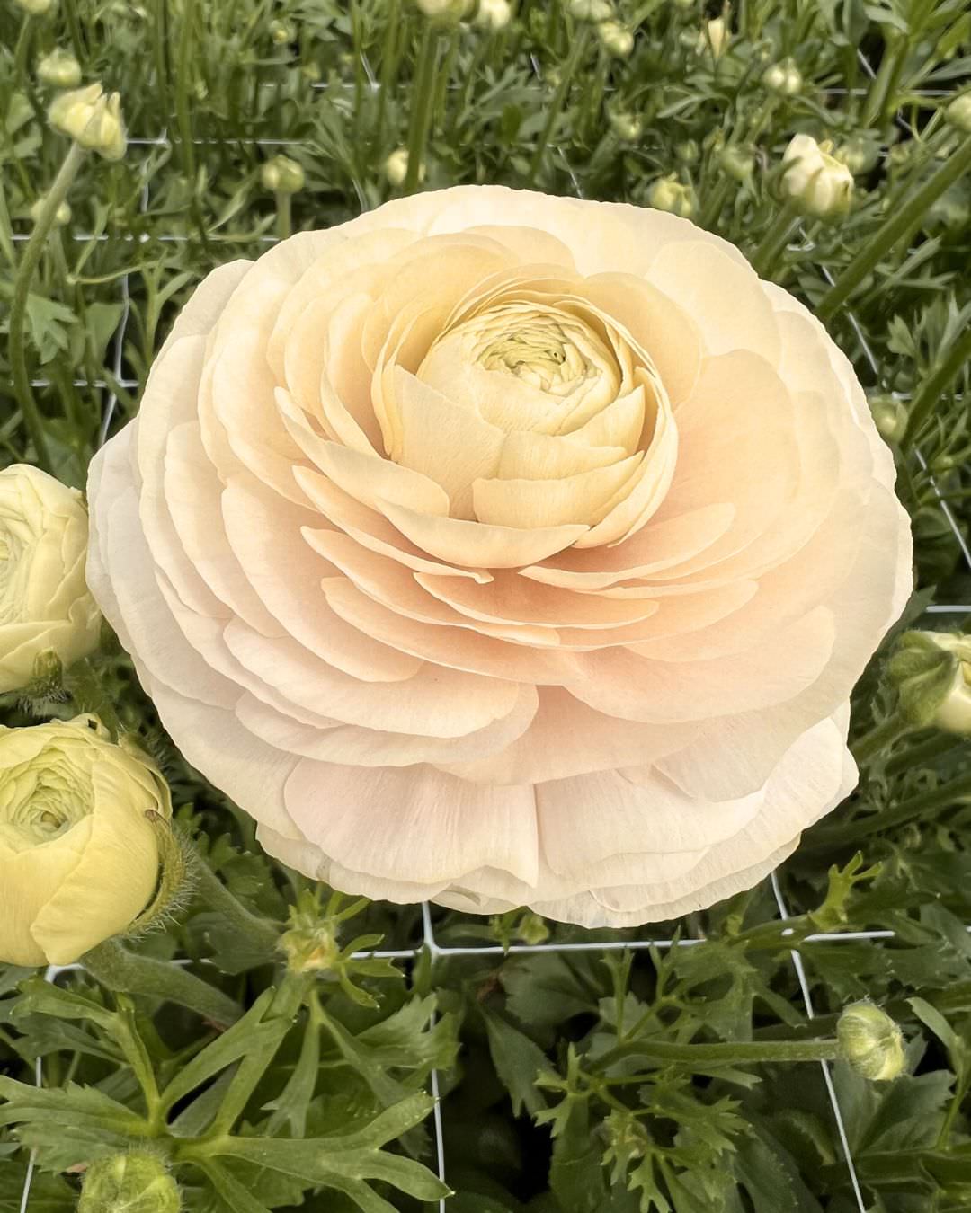 Ranunculus French Half Clone Wedding Pastels