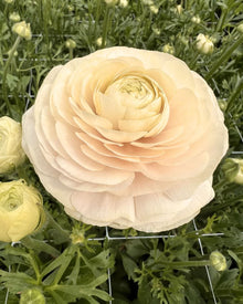 Ranunculus French Half Clone Wedding Pastels