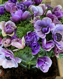 Anemone Italian Mistral Plus Rarity®