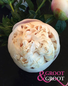 Peony 'Colonel Owen Cousins' (3-5 eye)
