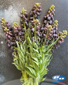 Fritillaria Persica