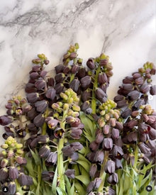 Fritillaria Persica