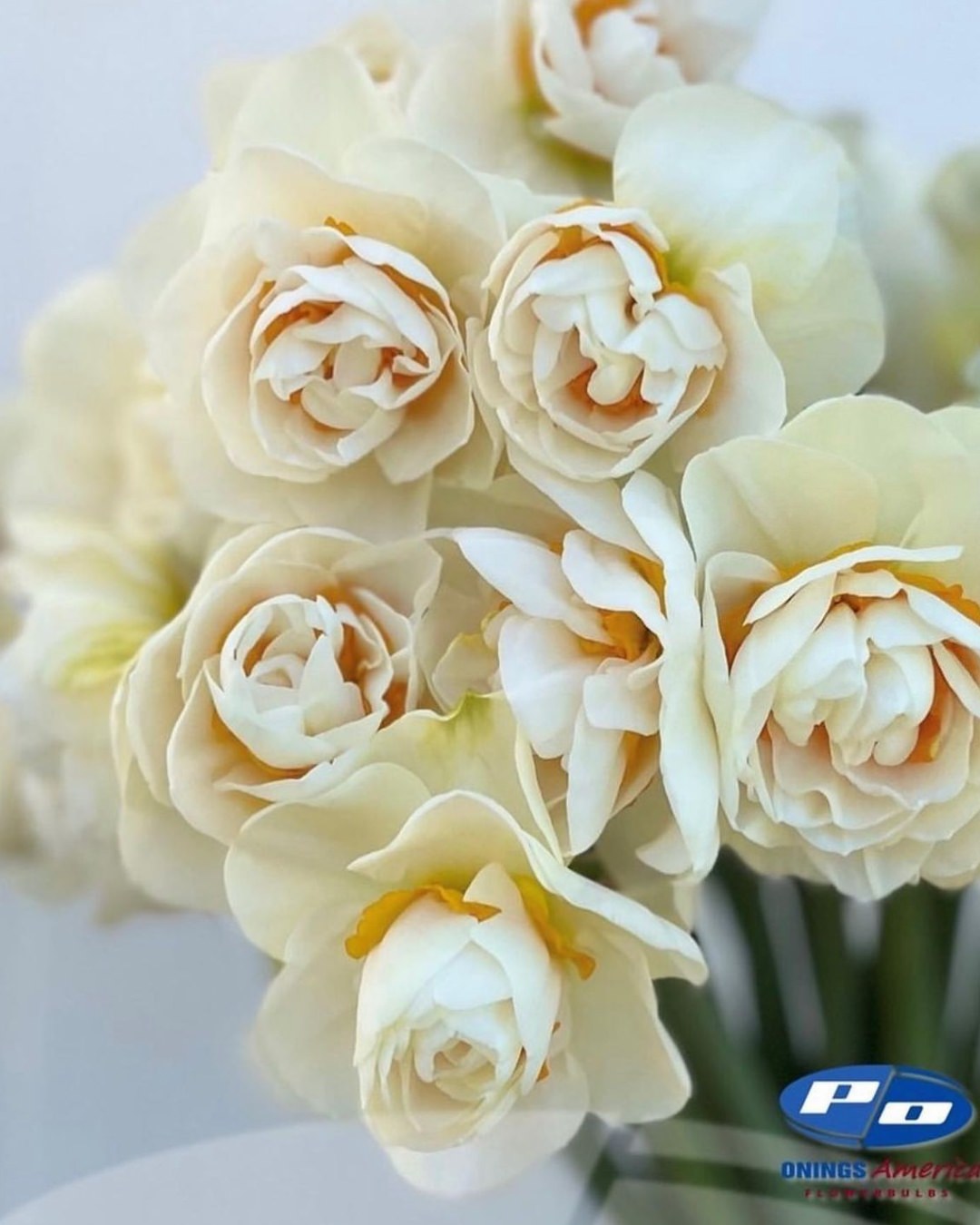 Narcissus 'Yosemite Valley'