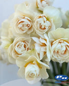 Narcissus 'Yosemite Valley'