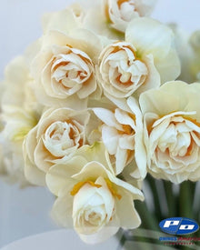 Narcissus 'Yosemite Valley'