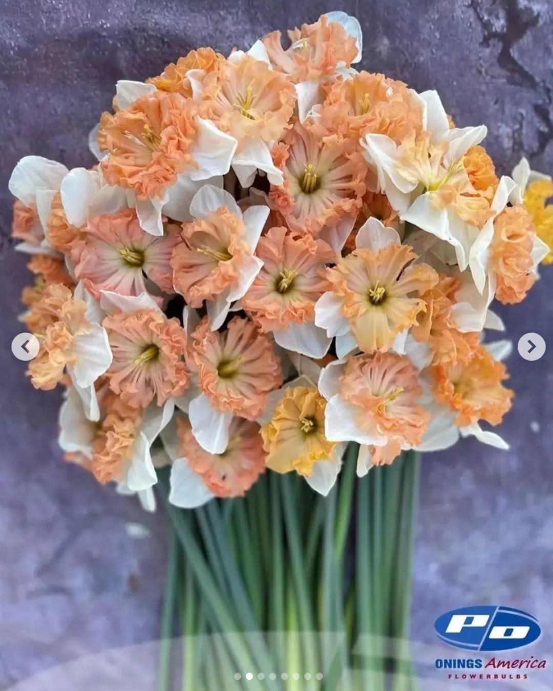 Narcissus 'Mammoth Mountain'