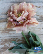Tulip 'La Belle Epoque'