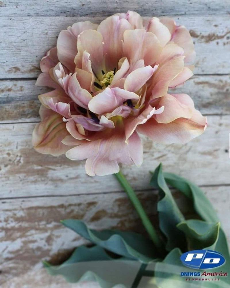 Tulip 'La Belle Epoque'