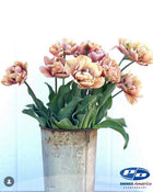 Tulip 'La Belle Epoque'