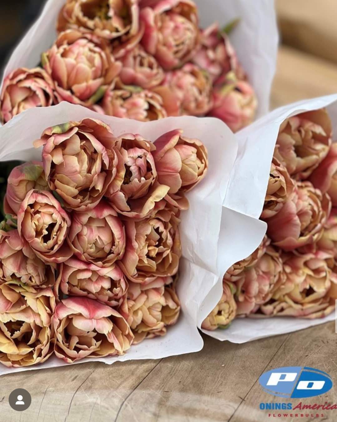 Tulip 'La Belle Epoque'