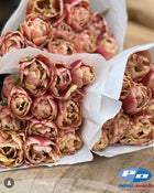 Tulip 'La Belle Epoque'