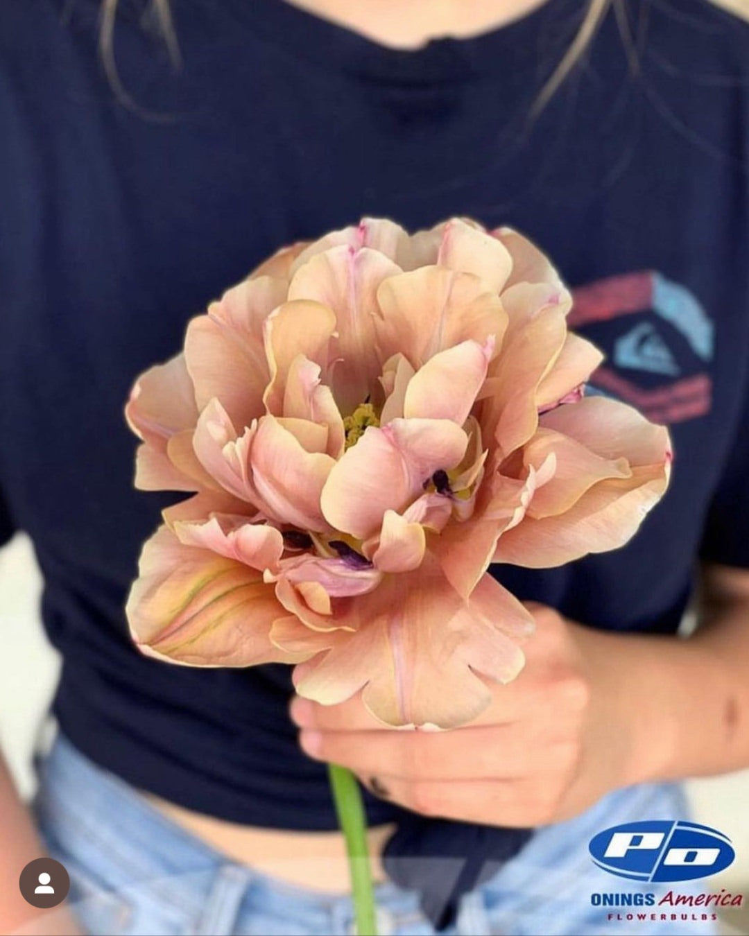 Tulip 'La Belle Epoque'