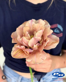 Tulip 'La Belle Epoque'