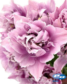 Tulip 'Great Barrier Reef'