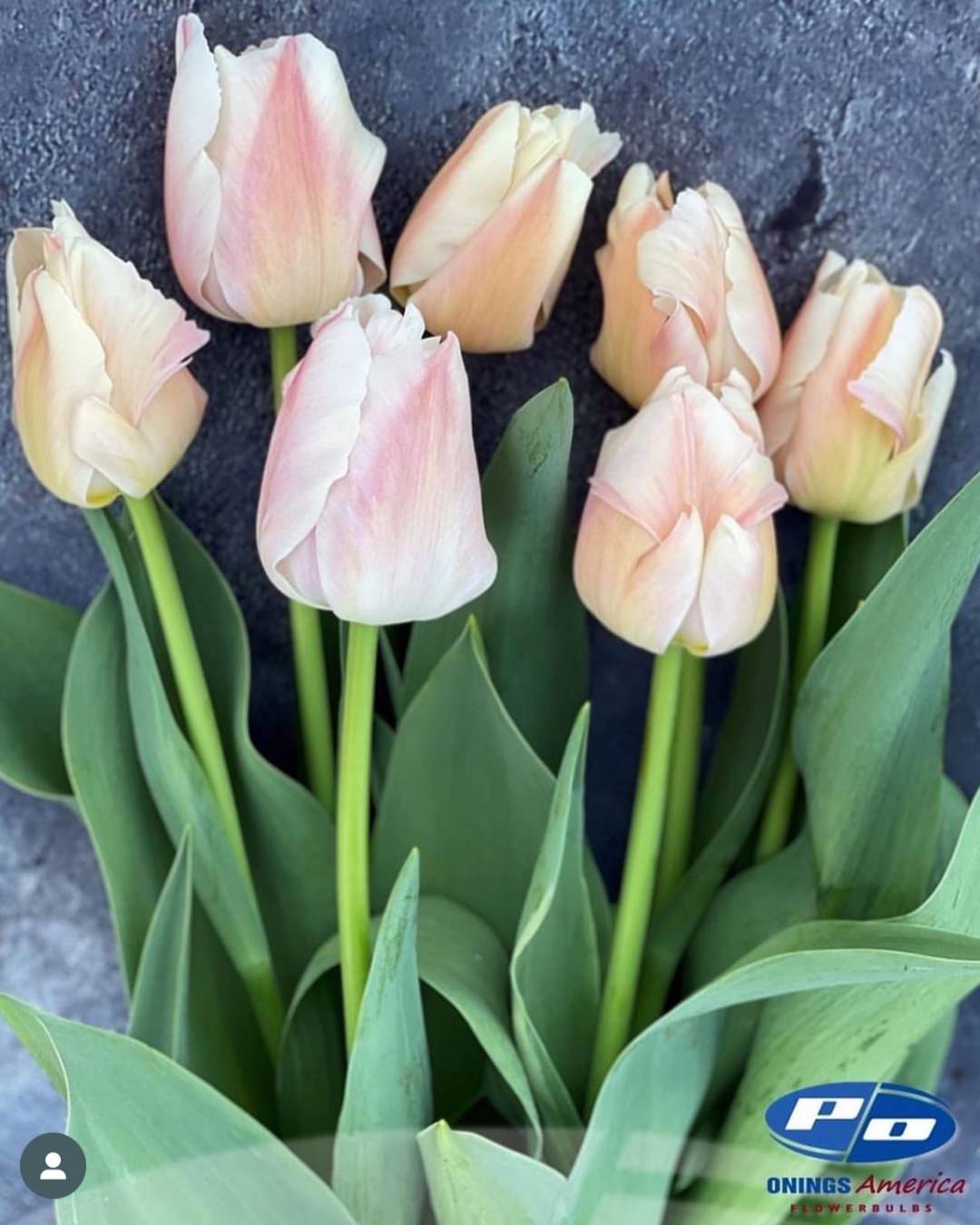 Tulip 'Apricot Pride'