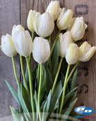 Tulip 'Hakuun'