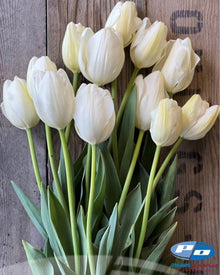 Tulip 'Hakuun'
