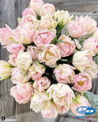 Tulip 'Foxtrot'