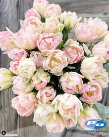 Tulip 'Foxtrot'