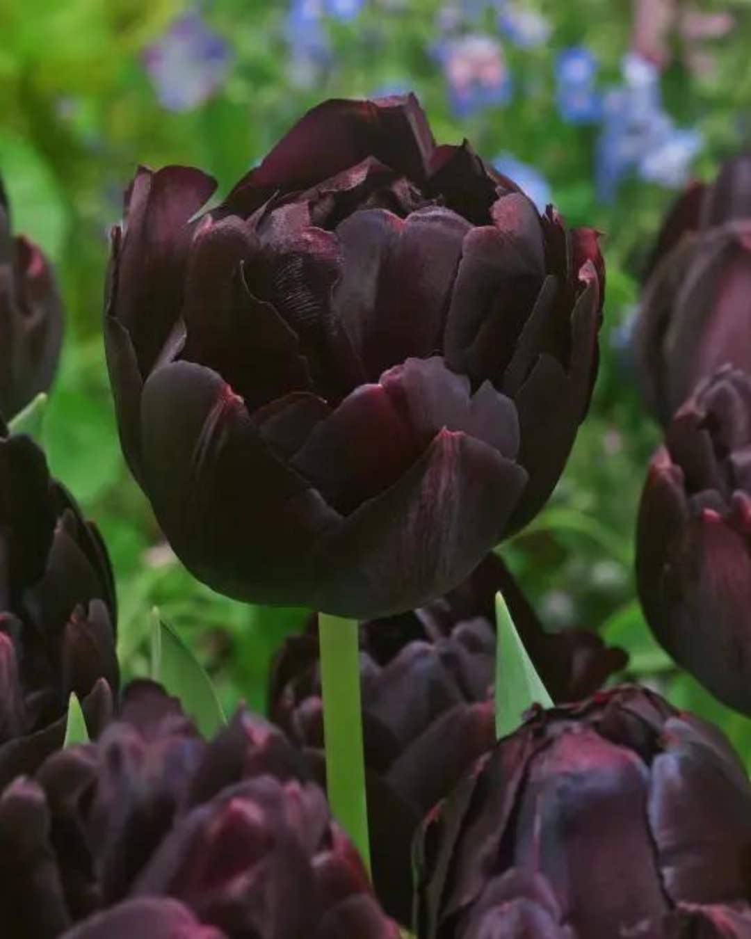Tulip 'Black Hero'