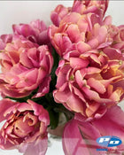 Tulip 'Pink Star'