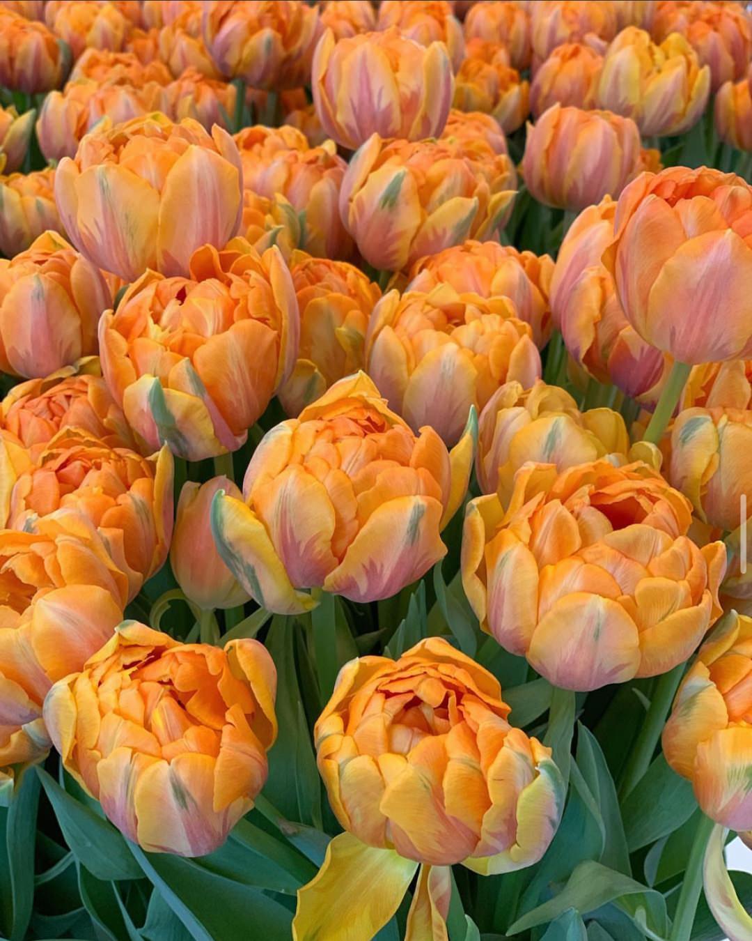 Tulip 'Orange Princess'