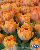 Tulip 'Orange Princess'