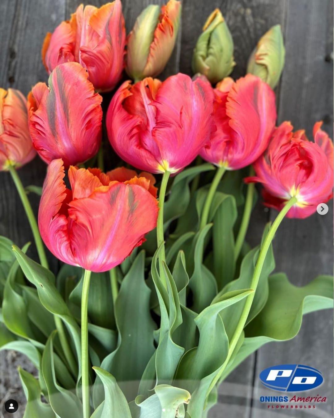 Tulip 'Avignon Parrot'