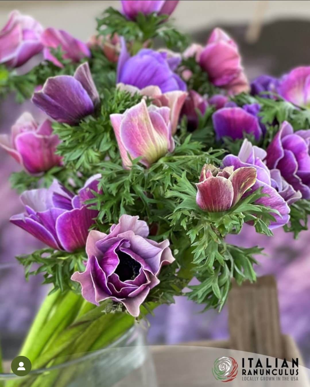 Anemone Italian Mistral Plus Rarity®