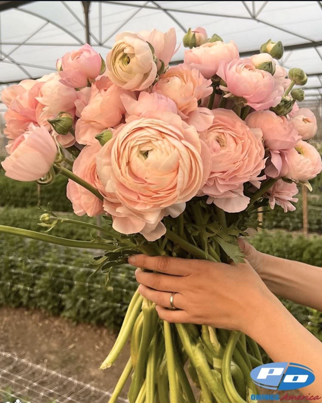 Ranunculus Italian Elegance Pastello®