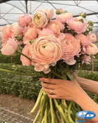 Ranunculus Italian Elegance Pastello®