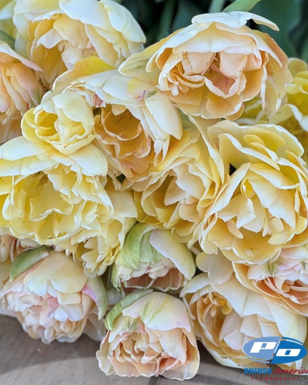 Tulip 'Charming Beauty'